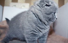 A small gray Scottish Fold cat