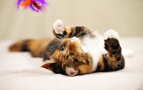 A young Maine Coon cat lying plays