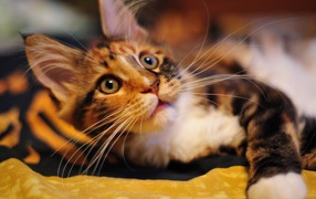 A young Maine Coon cat with a playful glance