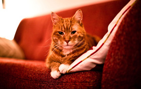 Взрослый рыжий кот на диване