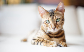 Красивый бенгальский кот на светлом фоне