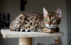 Beautiful Bengal cat saw someone
