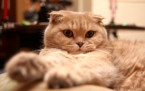 Красивый шотландский вислоухий кот устал