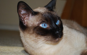 Красивый сиамский кот отдыхает