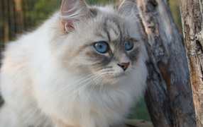 Красивый сибирский кот среди деревьев