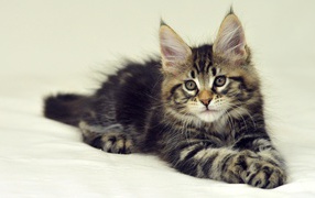 Beautiful baby Maine Coon on the bed