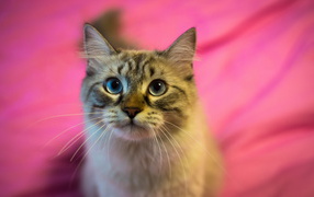 Beautiful fluffy cat on a pink background