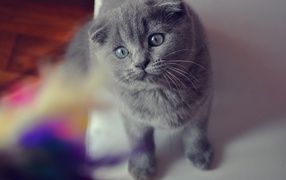 Beautiful gray Scottish Fold cat with gray eyes
