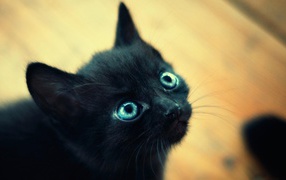 Красивый маленький чёрный кот с голубыми глазами