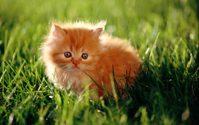 Красивый маленький рыжий кот на траве