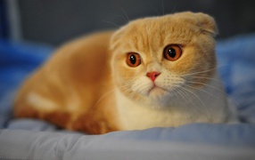 Beautiful lop-eared red cat