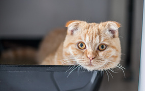 Рыжий красивый шотландский вислоухий кот