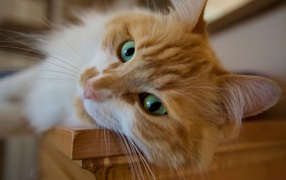 Beautiful red green-eyed cat maine coon close-up