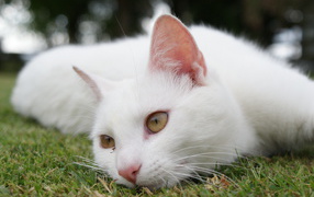 Красивый белый кот отдыхает на траве