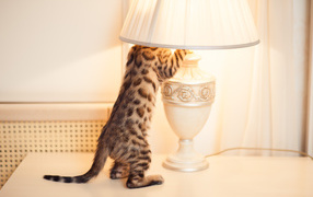 Bengal cat and the lamp