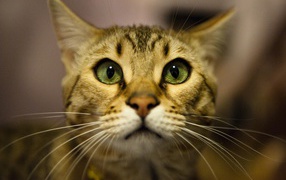 Бенгальский кот крупным планом