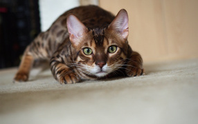 Бенгальский кот охотится