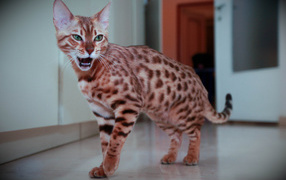 Бенгальский кот говорит мяу