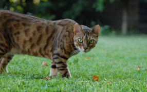 Bengal cat with a wild look