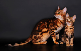 Бенгальские коты на сером фоне