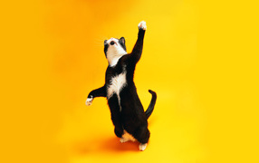Чёрно-белый кот танцует