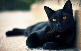 Черный кот пантера