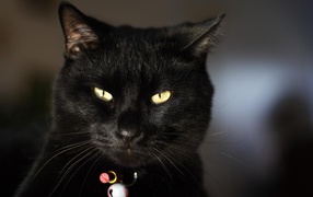 Black Cat dissatisfied with something