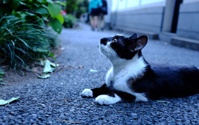 Чёрно-белый кот с интересным взглядом