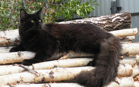 Black beautiful Maine Coon cat is resting