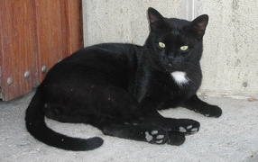 Черный кот в углу