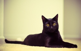 Black cat lying on the mat