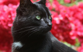 Black cat on a background of pink flowers