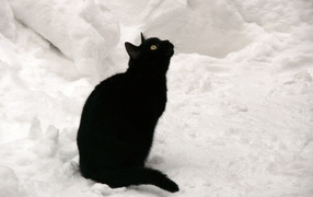 Чёрный кот на снегу смотрит вверх