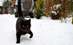 Black cat walks on the snow