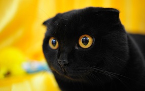Black lop-eared cat