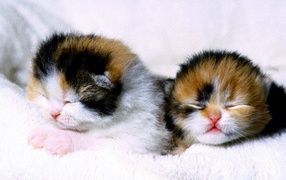 Blind kittens