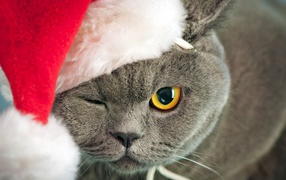 Британский кот в новогодней шапке подмигнул