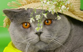 Британский короткошёрстный кот в шляпе