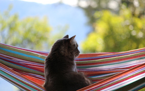 Кот мечтает в гамаке