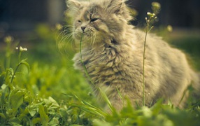 Кошка ест цветы