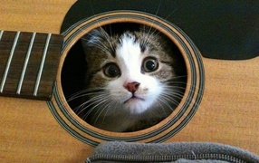 Cat in the guitar