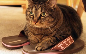 Cat on sneakers