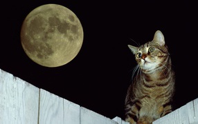 Cat on the fence under the moon