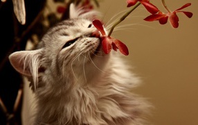 Cat smelling the flower