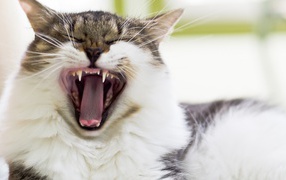 Кот берет на испуг