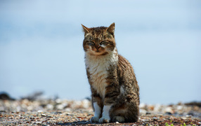 Кот пригрелся на солнце