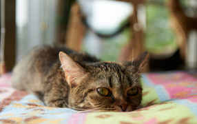 Кот с безнадёжным взглядом