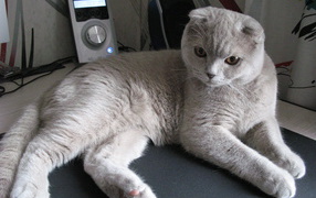 Милый серый шотландский вислоухий кот