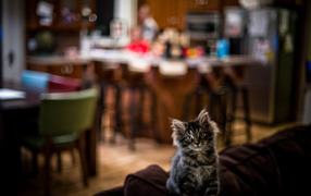 Симпатичный малыш мейн-кун