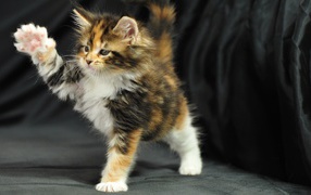Симпатичный маленький кот мейн-кун играет